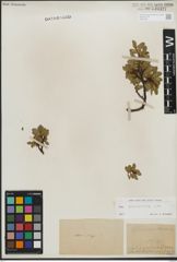 Foto von Salix kitaibeliana Willd.